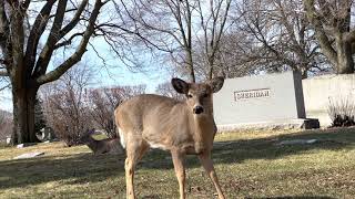 Hanging Out With a Baby Deer