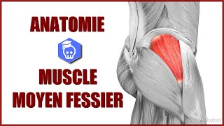 ANATOMIE DU MUSCLE MOYEN FESSIER & SIGNE DE TRENDELENBURG