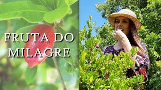 FRUTA DO MILAGRE | Madame das Frutas