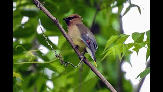 Cedar Waxwings Making a Nest