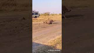 Cheetah playing #subscribe #nature #travel #beach #water #mountains