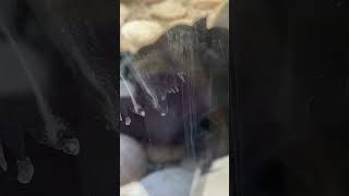 Black panther behind the glass