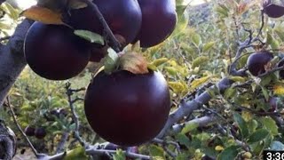 black diamond apple variety