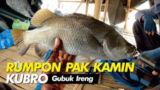 AKHIRNYA..!! RUMPON PAK KAMIN KUBRO (GUBUK IRENG) #mancingbarramundi #rumponbarramundi