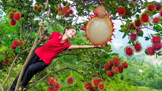 Harvesting Giant Red Rambutan Fruits - Growing more fruit trees and Cooking | Harvest DailyLife