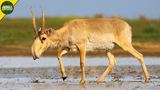 Saiga Antelope: From Ice Age To Brink Of Extinction