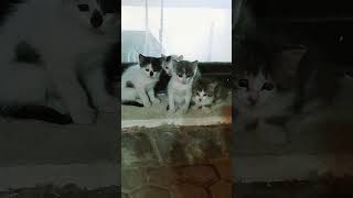 #adorable#kitten#cute#viralvideo