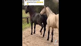 This is hilarious 😂 horse Best Animals compilation 2021| #shorts | Top Viral Animal Videos