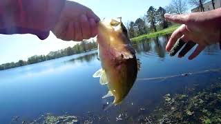 Catching Largemouth Bass on a a Fly Fishing Popper #SHORTS #FLYFISHING #BASSFISHING