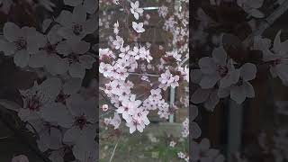 #spring #springflowers #shorts #shortsvideo #youtubeshorts #shortvideo #blossom #nature