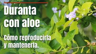 Duranta: colores, consejos y sorpresas inesperadas