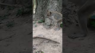 Wild monkeys in Mohanokor troop ep192 #monkeyaction #monkey #monkeyliving