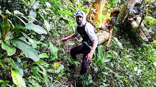 O MISTÉRIO DA FLORESTA SOMBRIA.