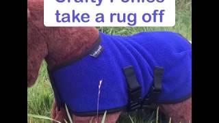 How to Rug Up your Crafty Pony!