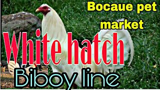 White Hatch Biboy line,Bocaue pet market