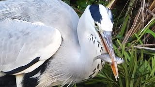 アオサギ　魚を捕食する！　　カイツブリ　カワセミ　オオバン