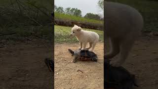 A turtle and dog