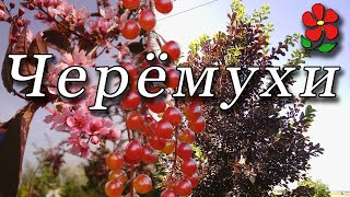 Черёмухи (разные и прекрасные!)