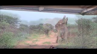 Elephant destroys termite mound.      L'elefante distrugge il termitaio