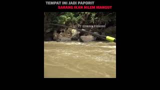 TEMPAT INI JADI PAPORIT IKAN NILEM MANGUT #mancing#nutulnilem #shorts #nutulmelem