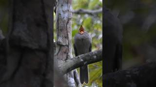 Cricrió, ave de canto marcante da Amazônia!