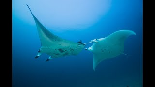 OK Maldives croisière plongées (vidéo par Media Earth)