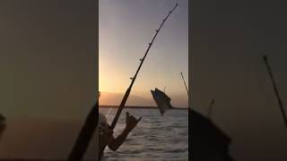 Nurse Shark Offshore Shark Fishing