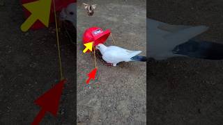 Creative Ideas: pigeon trap | bird trap | easy bird traps #shorts #youtubeshorts #ytshorts