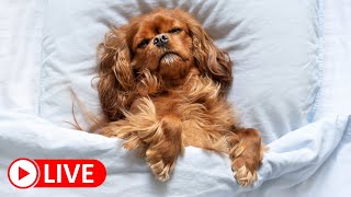 Cute pugs sleeping LIVE | February