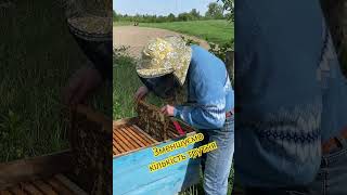 Зменшення кількості трутня #beekeeper #drone #трутень #бджільництво #бджоли