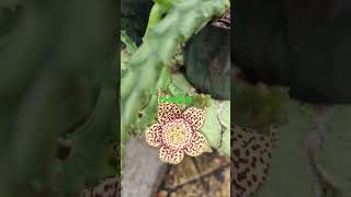 Huernia