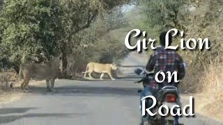 Gir Lion on Road at Gir Forest | Gir National Park | Jungle Safari | Gir Jungle | Sasan Gir Gujarat