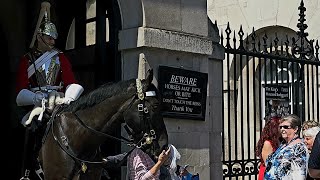 Emotional Encounter: King's Guard Horse Stuns Tourist in Heartwarming Moment!"