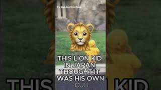 Lion Scares Little Boy