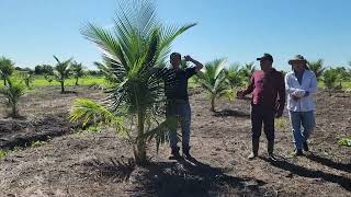 Siembra de coco al triangulo #cocomelon #plantas #biology