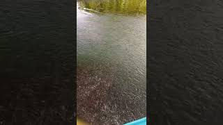 Feeding tilapia fingerlings