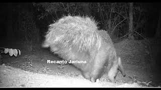 Tamanduá mostra língua pra câmera