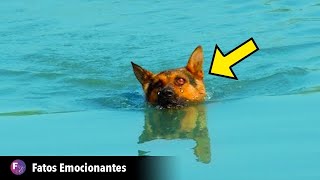 ELES AMARRARAM UMA PEDRA NO CACHORRO E JOGARAM NA ÁGUA. O QUE ACONTECEU A SEGUIR IRÁ SURPREENDÊ-LO!