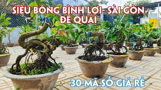 26/02.(Đã hết)  30 Mã Số Mai SB Bình Lợi, Sài Gòn, Cúc Cam, Bạch Mai Giá Rẻ. Trang 0359910781