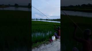 Old man catching fish #fish #fishing #catchfish #village #villagelife #shorts #shortvideo #roys_home