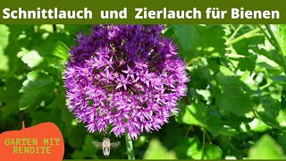 Schnittlauch und Zierlauch als Insektenmagnet für Bienen und Hummeln | Tipps und Info | Bienenweide