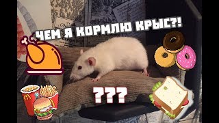 ЧТО ЕДЯТ МОИ КРЫСЫ? ОЧЕРЕДНОЕ КОРМЛЕНИЕ!