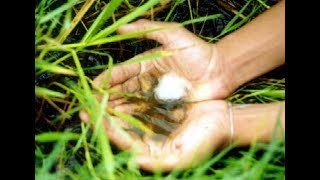 Cara tangkap ikan laga - video kompilasi