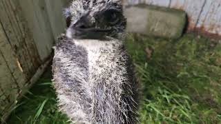 Temu and Dino are getting big already #emus