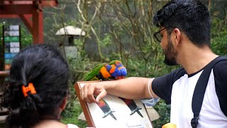 Parrots eating dead skin of human || Parrot Funny Video || Tota / Popat / Mitthu / तोता ka Video