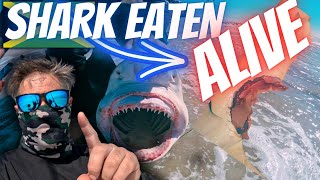 EATEN ALIVE | Land Based Shark Fishing Secrets Of Jamaica Beach