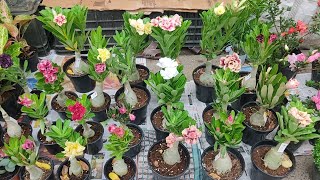 Galiff Street Flower Plants Market In Kolkata Largest Pet Market | Adinium Hibiscus Jasmine