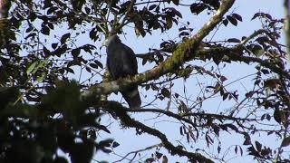 Hook billed Kite | Chondrohierax uncinatus