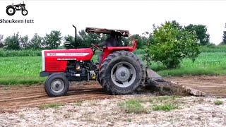 New MF 385 Tractor Working With 11 Tine Cultivator In Fields With Ultimate Power 👌