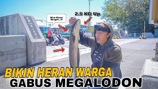 Rejeki Nomplok..!! Bikin Heran Warga Gabus Megalodon Terbesar